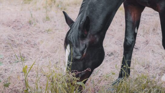 Photo Ranch land