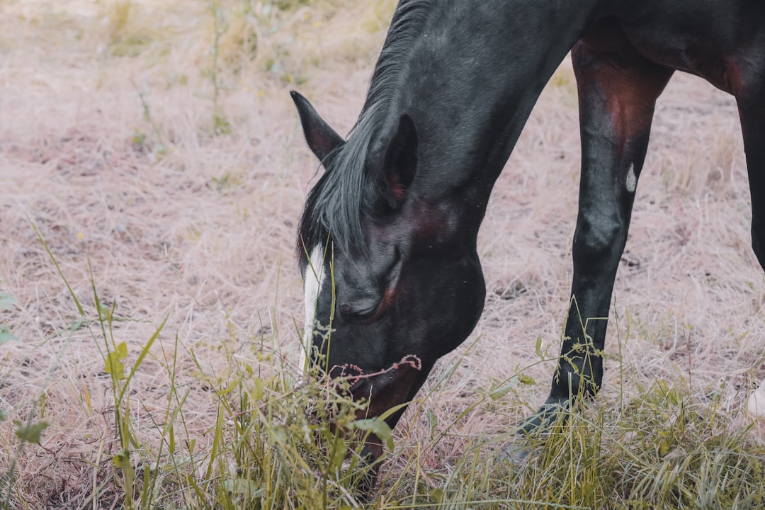 Photo Ranch land